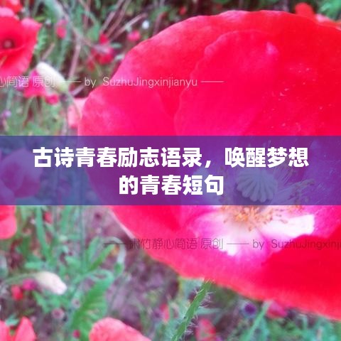 古诗青春励志语录，唤醒梦想的青春短句