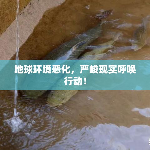 地球环境恶化，严峻现实呼唤行动！
