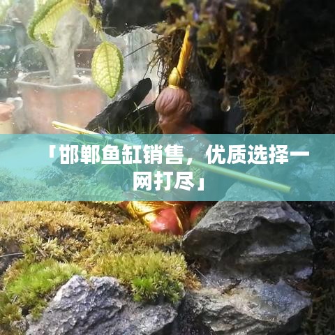 「邯郸鱼缸销售，优质选择一网打尽」
