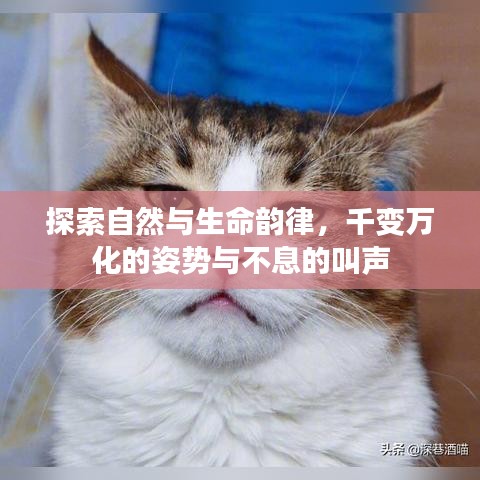 探索自然与生命韵律，千变万化的姿势与不息的叫声