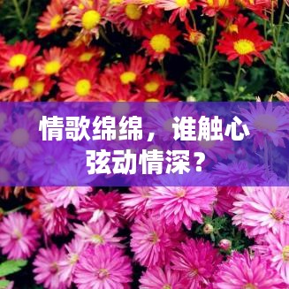 情歌绵绵，谁触心弦动情深？