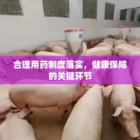 合理用药制度落实，健康保障的关键环节