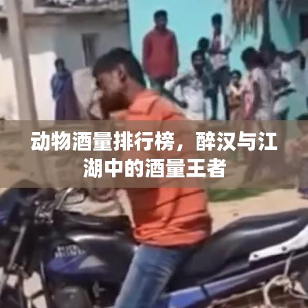 动物酒量排行榜，醉汉与江湖中的酒量王者