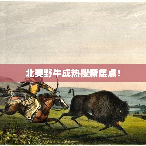 北美野牛成热搜新焦点！