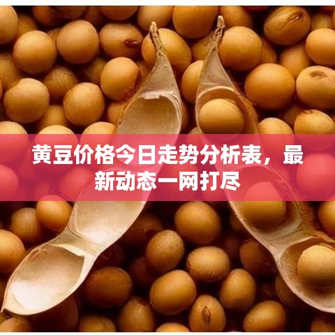 黄豆价格今日走势分析表，最新动态一网打尽