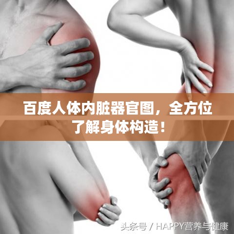 百度人体内脏器官图，全方位了解身体构造！