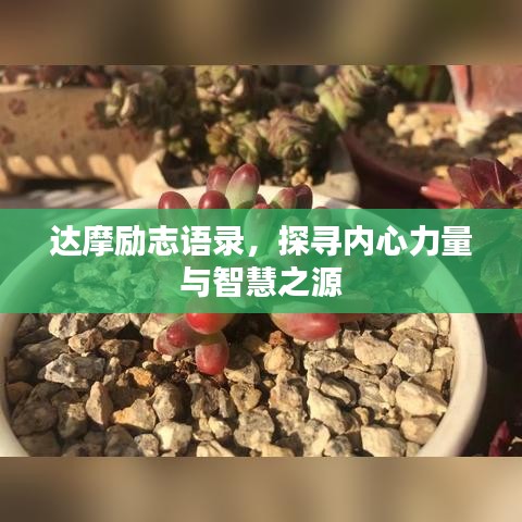 达摩励志语录，探寻内心力量与智慧之源