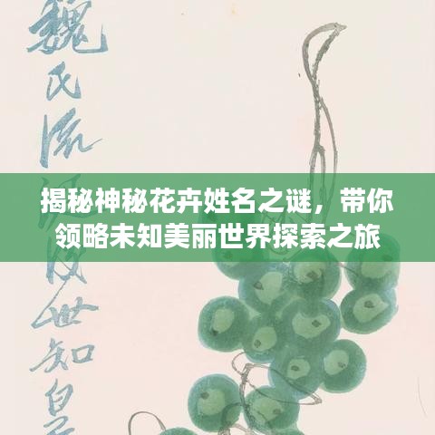 揭秘神秘花卉姓名之谜，带你领略未知美丽世界探索之旅