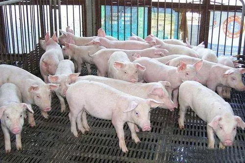 90版本假猪套搭配,状况评估解析说明 经典版_v1.492