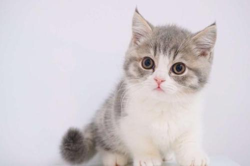 关于猫咪激活码购买及破天单机版的深度拓展，推荐插件与扩展应用