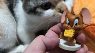 适合开黑的手游及猫咪1.0.3官方下载,最新研究解释定义|SP_v7.401